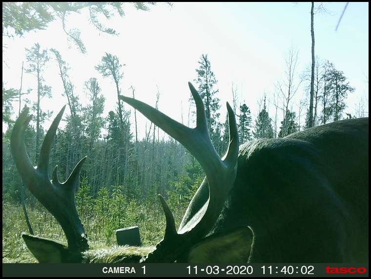 spike buck's embedded Photo