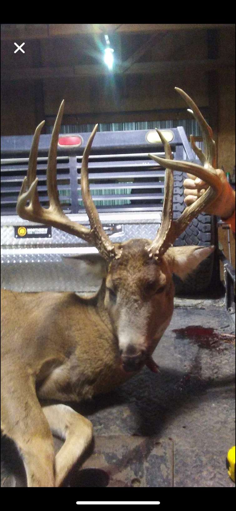 Mr. Whitetail's embedded Photo