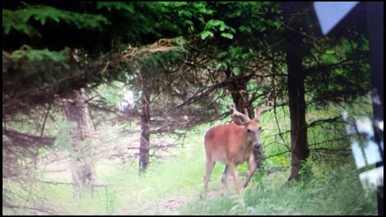 Crazy4whitetail's embedded Photo