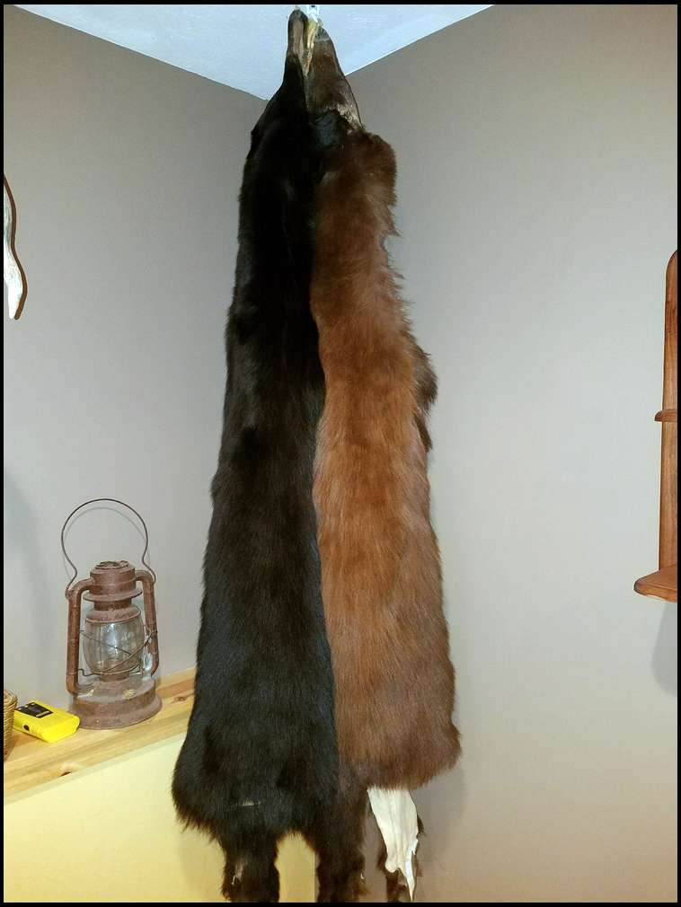 Where To Have A Bear Hide Tanned, Cost To Make A Bear Skin Rug