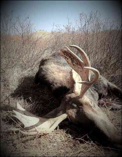 DEMO-Bowhunter's embedded Photo