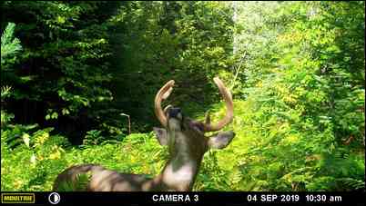 Muskybuck's embedded Photo