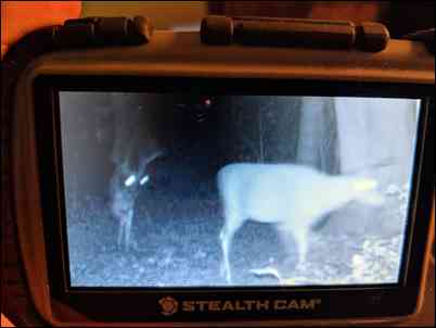 Bowhunt3138's embedded Photo