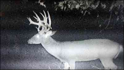 SouthernILbowhunter's embedded Photo