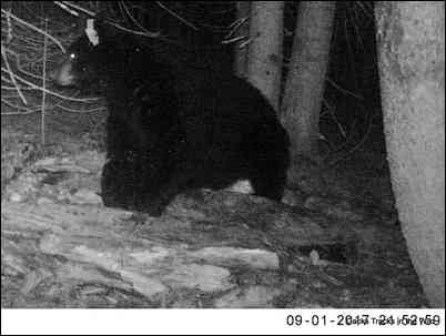 Bear's embedded Photo