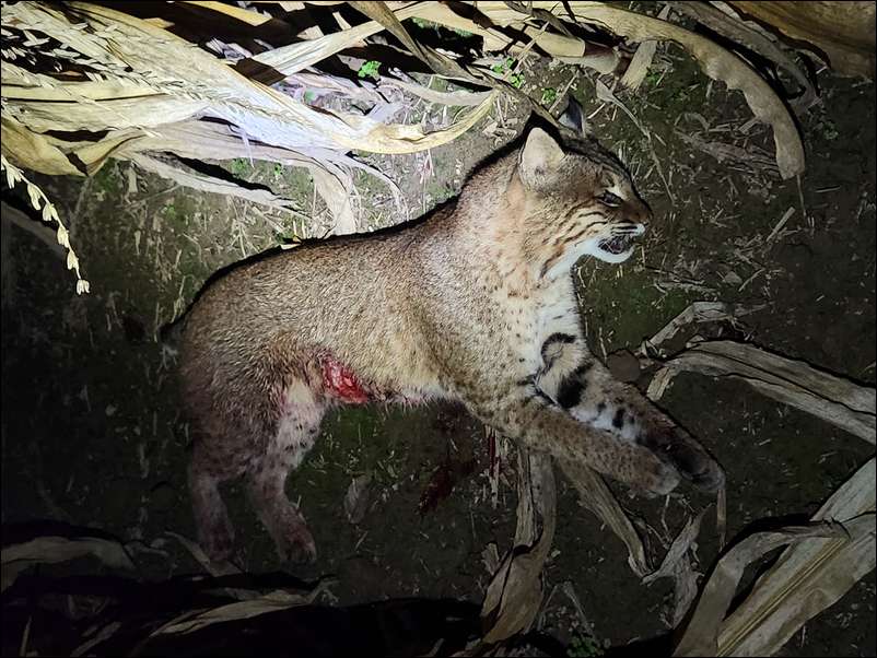 SouthernILbowhunter's embedded Photo
