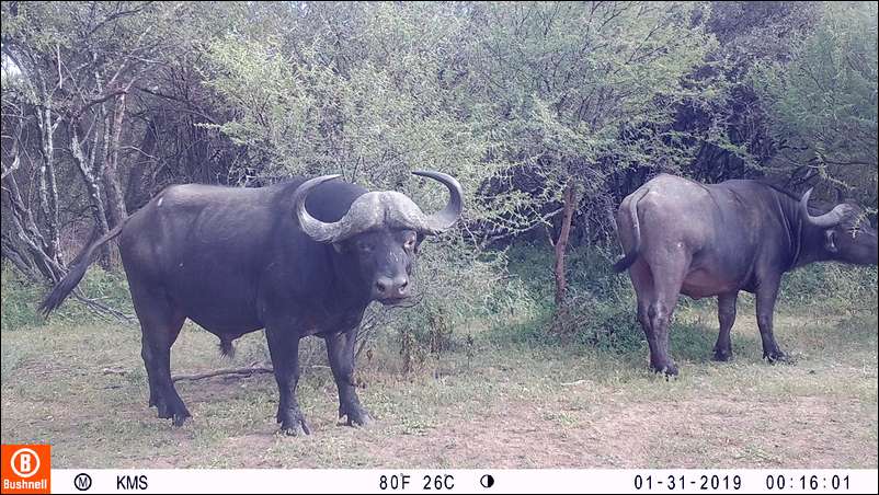 Ken Moody Safaris's embedded Photo