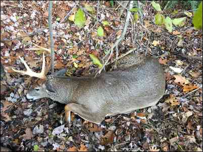 Whitetail's embedded Photo